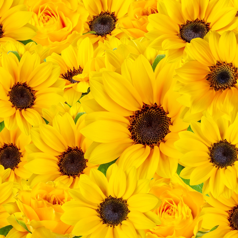SUNFLOWER_1.jpg