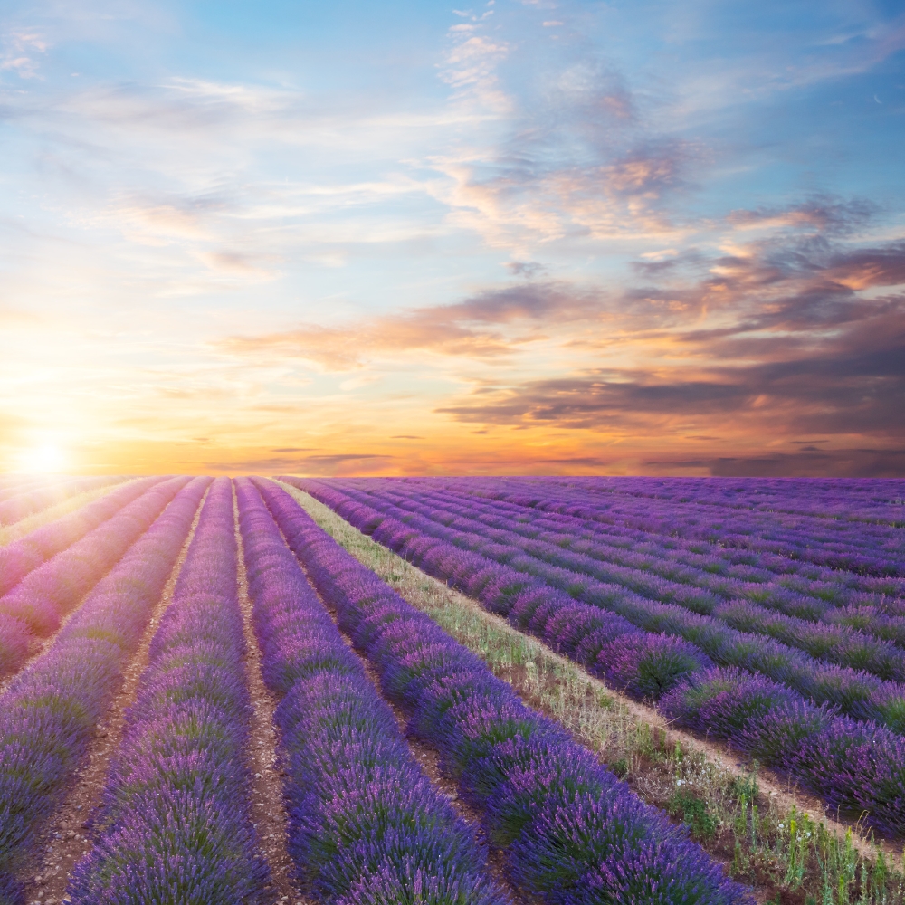 lavander_Harmony.jpg