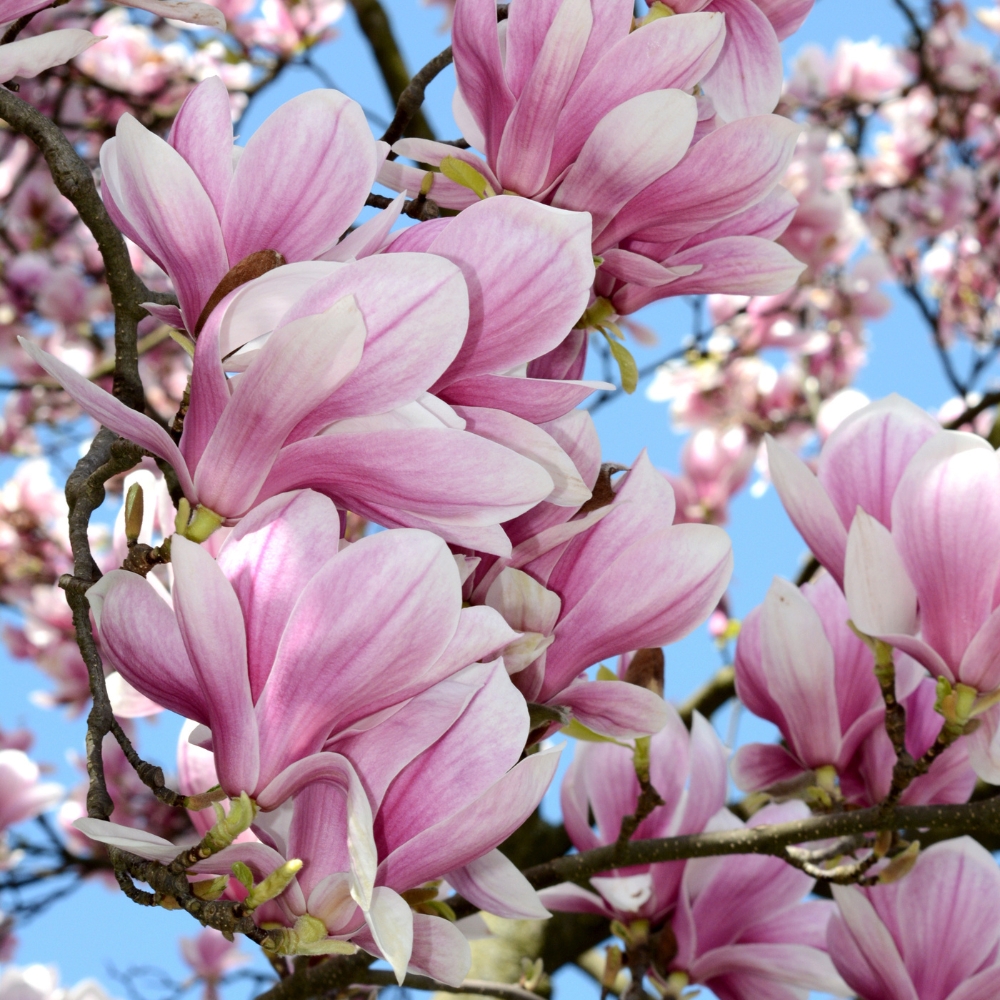 MAGNOLIA.jpg